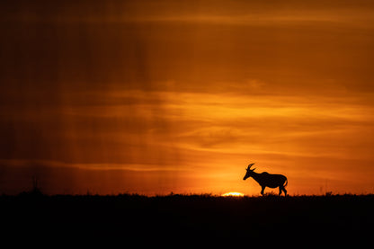 Savanna Sunset