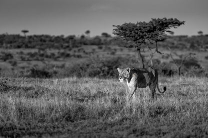 The Huntress of Ol Kinyei